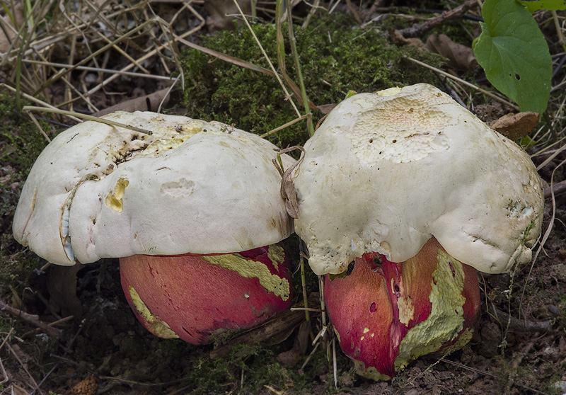 Boletus satanas